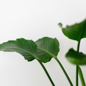 andrea ruggeri p5qmm5aqmrq unsplash