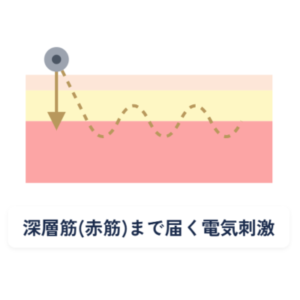 筋肉｜テラボーラー①